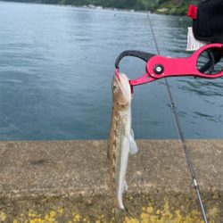 通行止めからの漁港釣行