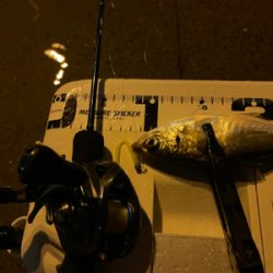 びーひさの南港アジング〜