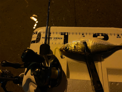 びーひさの南港アジング〜