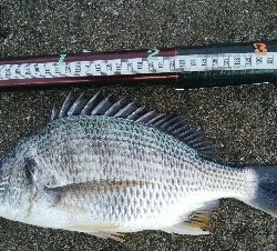 『釣りデビュー(^_-)』228日目