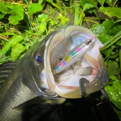 初シーバス！！