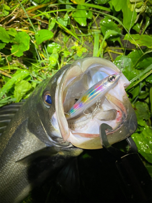 初シーバス！！