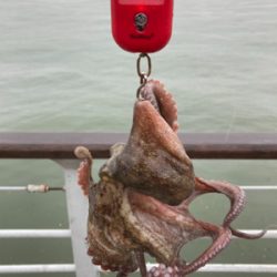 雨ん中を蛸散歩。5杯。。