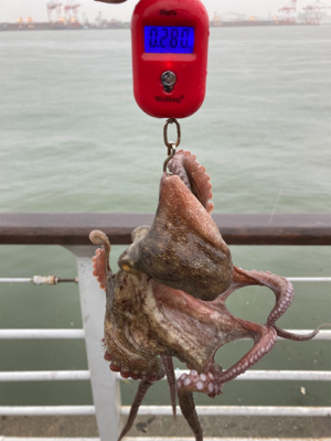 雨ん中を蛸散歩。5杯。。