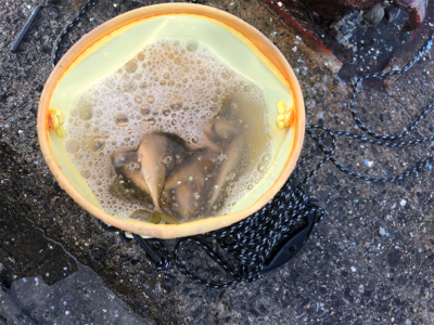 鯖、イワシ乱舞！！