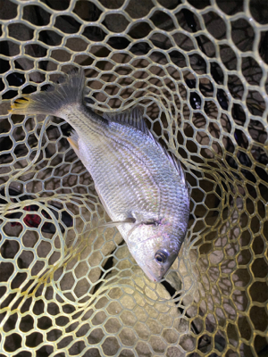 淀川ブリームゲーム