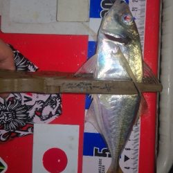 アジング練習　314 ABU スローテーパーロッド