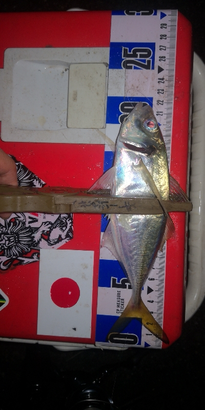 アジング練習　314 ABU スローテーパーロッド