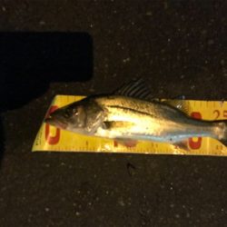 まだセイゴ祭り