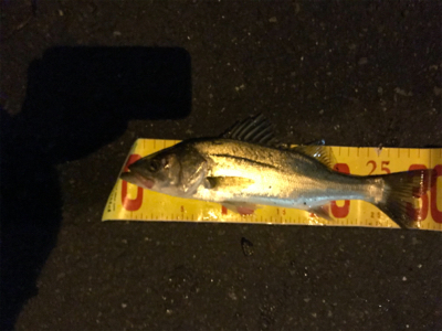 まだセイゴ祭り