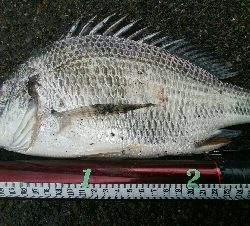 『釣りデビュー(^^)』230日目