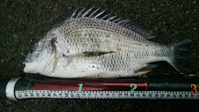 『釣りデビュー(^^)』230日目