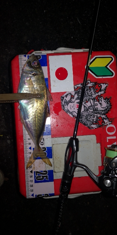 アジング練習　315