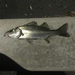 引き続きセイゴ祭り中