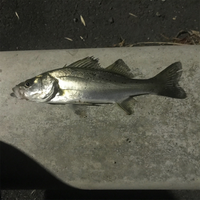 引き続きセイゴ祭り中