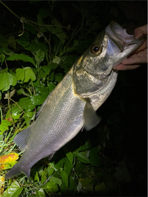 メタルバイブでシーバス