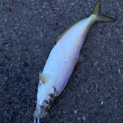 雨上がり　太刀魚