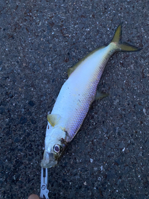 雨上がり　太刀魚