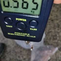 まだタコ釣れます