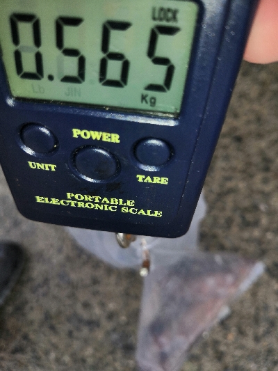 まだタコ釣れます