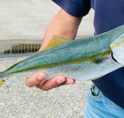 ピンク系ルアーは重宝する！？