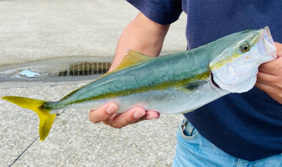 ピンク系ルアーは重宝する！？