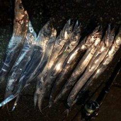 タチウオがやってきた！