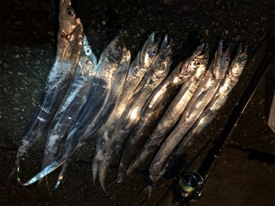 タチウオがやってきた！