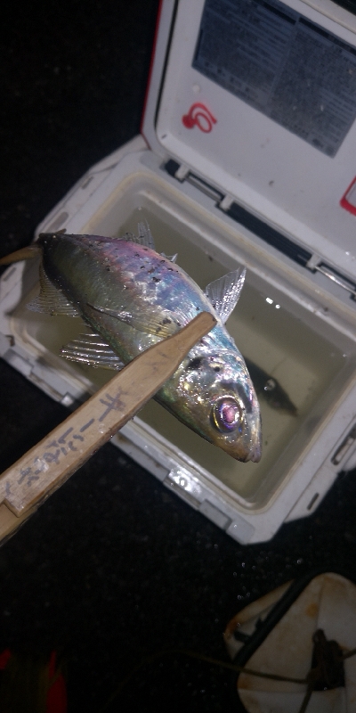 アジング練習　316