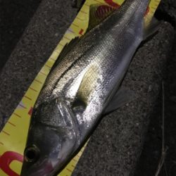 セイゴしか釣れません