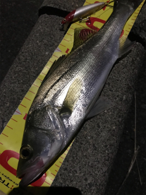 セイゴしか釣れません