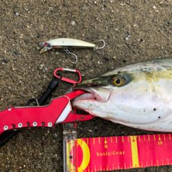 サバングのはずが…