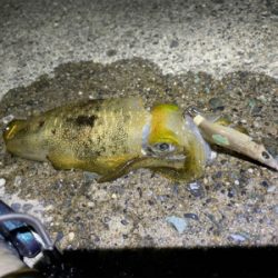 アオリイカ新子調査