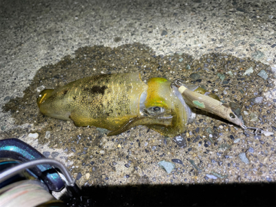 アオリイカ新子調査