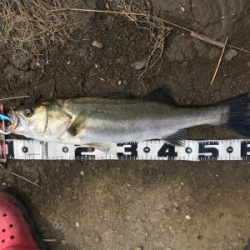 またしてもヒラスズキ