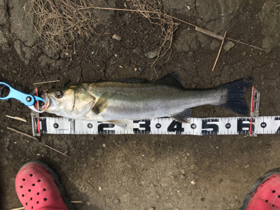 またしてもヒラスズキ