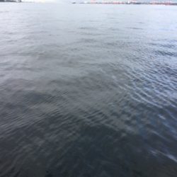 ノマセをしたら‥