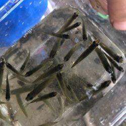 家族でクチボソ