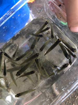 家族でクチボソ