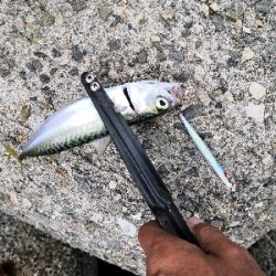 タコからの鯖祭り