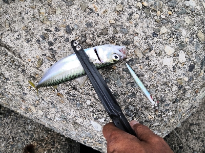 タコからの鯖祭り