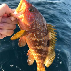 ライトジギング