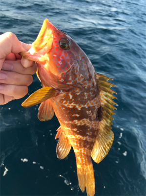 ライトジギング