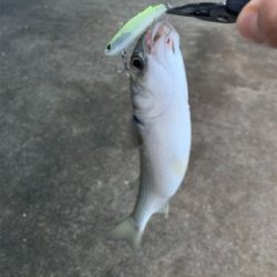 久しぶりの釣果