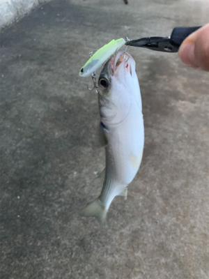 久しぶりの釣果