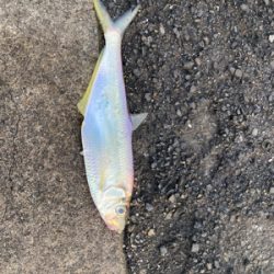 ひらひらひらひら