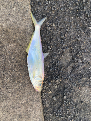 ひらひらひらひら