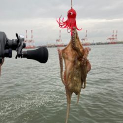 湾奥コスモ蛸最終戦。何とか4杯。。