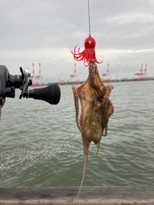 湾奥コスモ蛸最終戦。何とか4杯。。