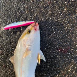 まさかの太刀魚とシオにツバスの3種釣り